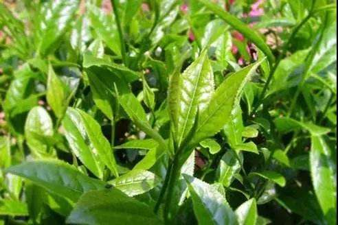 微信图片_20210519140222.jpg 微信图片_20210519140222.jpg