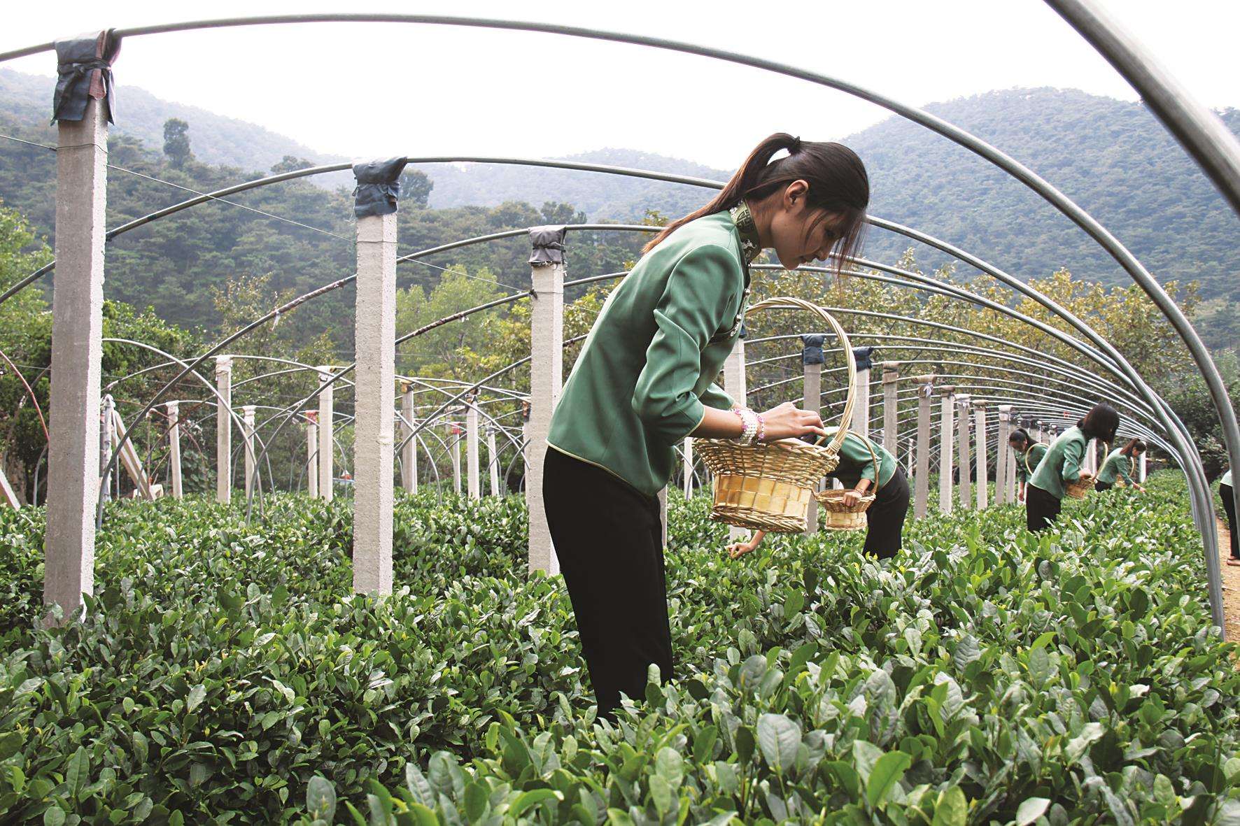 泰山茶园女儿采茶.jpg