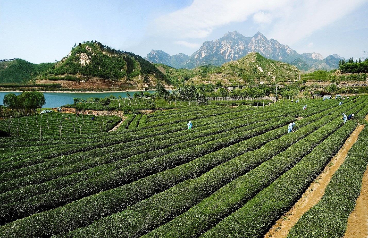 泰山茶园00.jpg 泰山茶园00.jpg