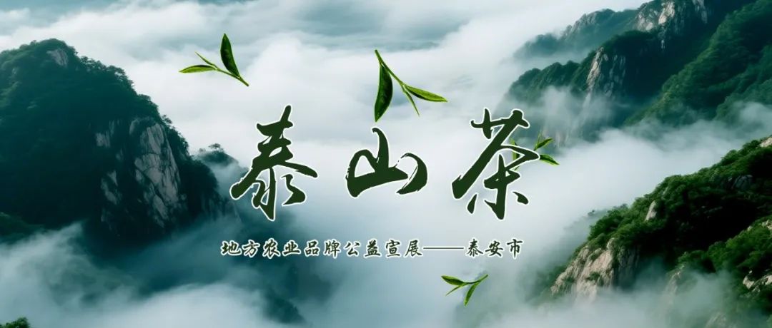 泰山茶：云间玉露　圣山仙茗