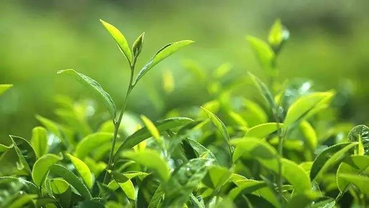 技术指导｜省农业技术推广中心印发2026年全省果树、棉花、茶叶、蚕桑和烟叶春季管理技术指导意见