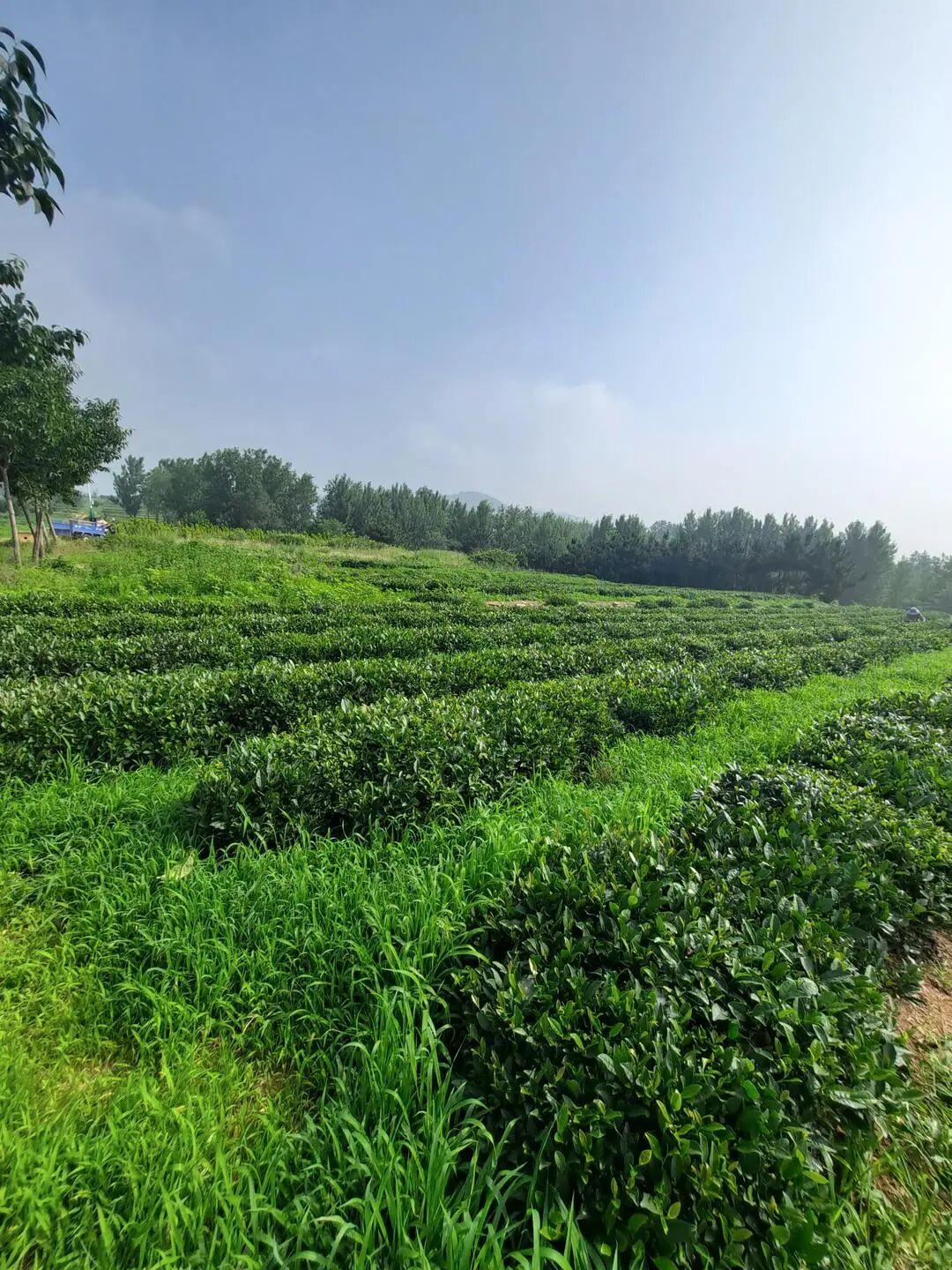 解码&ldquo;北方第一茶&rdquo;：山东春茶如何突破纬度...