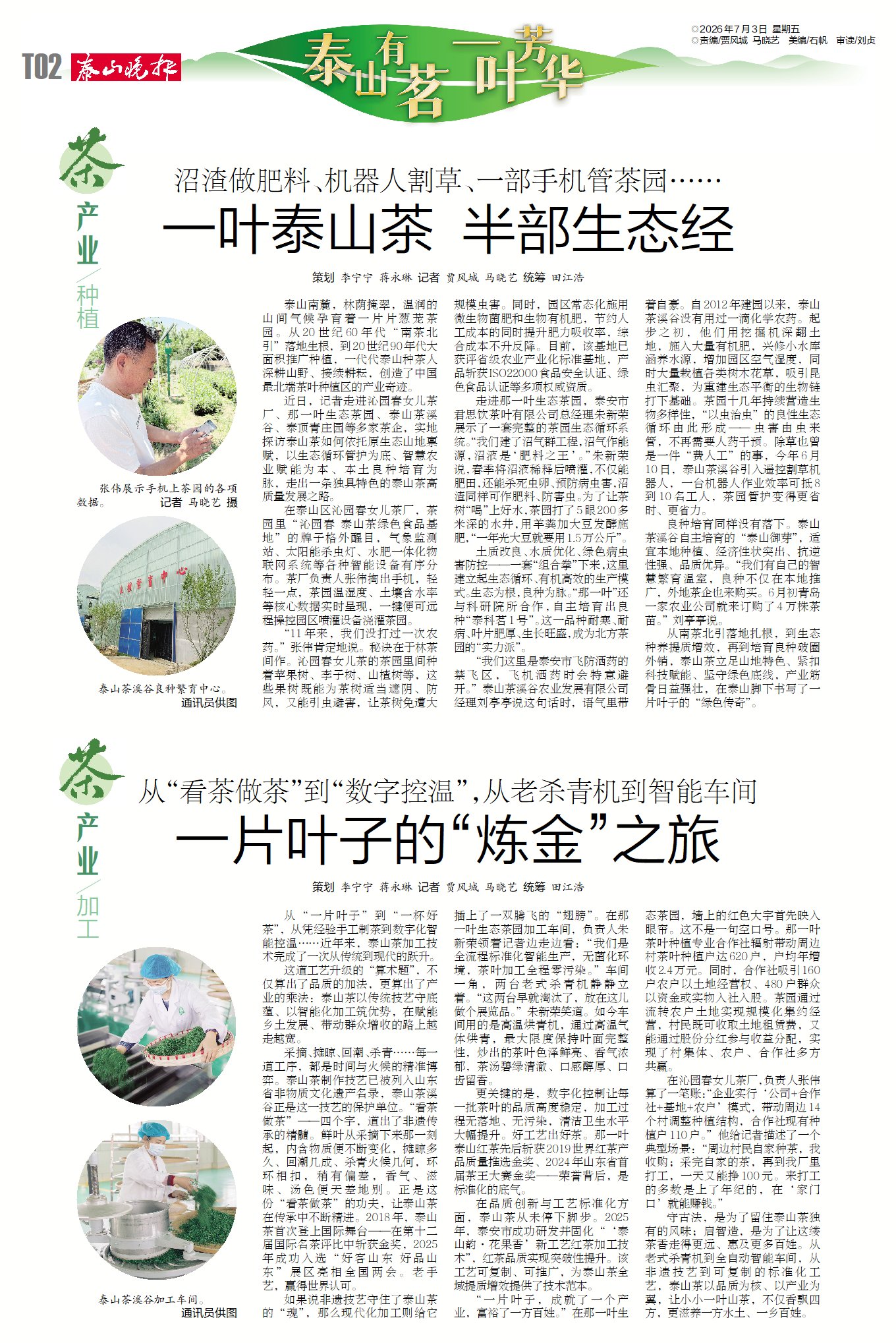 泰山有茗 一叶芳华 ② | 茶产业 种植...